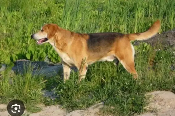 Собаки потеряшки, Челябинская область, фото: Потеряшка собака, Кузнецкое с/п, Челябинск