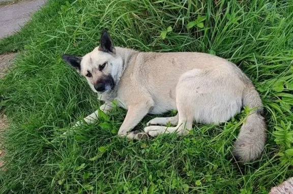 Найденные животные Черняховск, фото: Собака найдена в парке Победы, Калинина 4