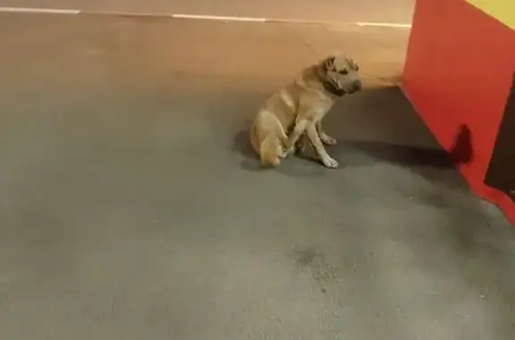 Найдена собака, , фото: Собака найдена: Красюковское с/п, 