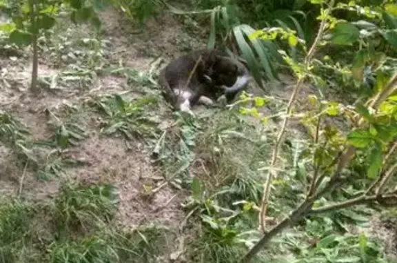 Найдена кошка, Санкт-Петербург, фото: Кошка найдена на Комендантском 27 к1