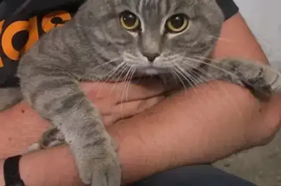 Найдена кошка, Курган, фото: Котик найден: 2 Мкрн 23, Курганская ул., Курган