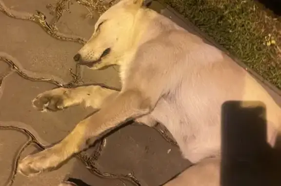 Собака найдена: пл. Ленина, Энгельс