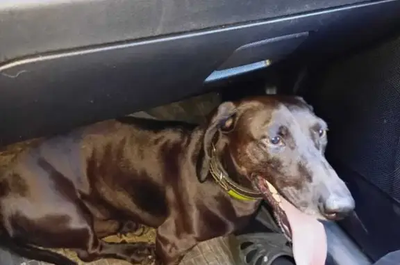 Найдена собака, Тверская область, фото: Такса найдена у д. Трояново, Тверская обл.