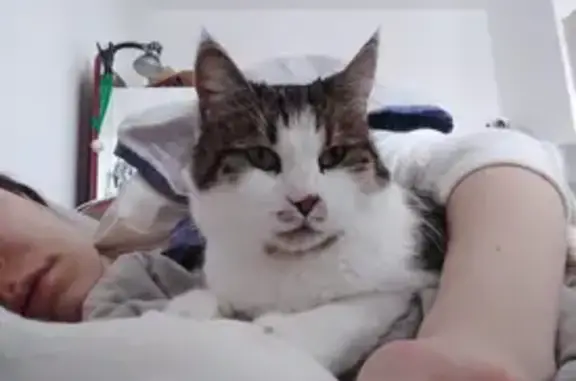 Кошки потеряшки, Санкт-Петербург, фото: Потеряшка кошка на ул. Грибакиных, 2 к2