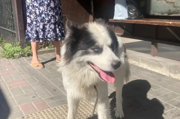 Найдена собака, Новороссийск, фото: Собака найдена: ул. Революции 1905 г., 25