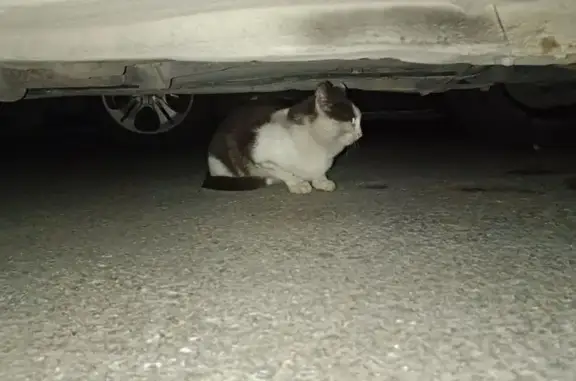 Найдена кошка, ул. Медкадры, 6, Новосибирск