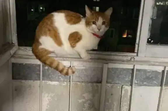 Пропал кот, ул. Коноплянниковой, 20, Тверь