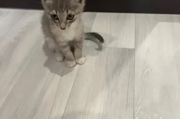 Найдена кошка, Ковров, фото: Серый котенок найден на Талантова, 6, Ковров