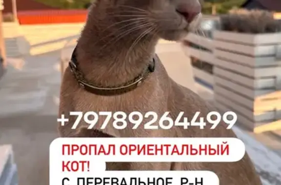 Пропала кошка, Дачная ул., Перевальное