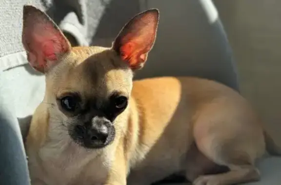 Собаки потеряшки, , фото: Потеряшка собака, Озёрная ул., Кандрыкуль