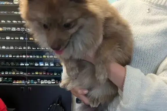 Найден шпиц, ул. Труда, 10, Владимир