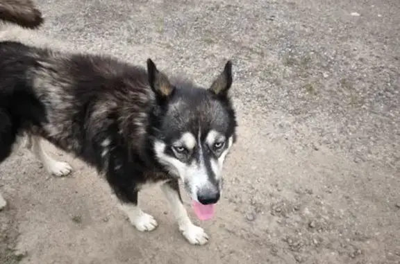 Найдена собака, Поварово, фото: Найдена собака, Поварово, участок 46Н-11387