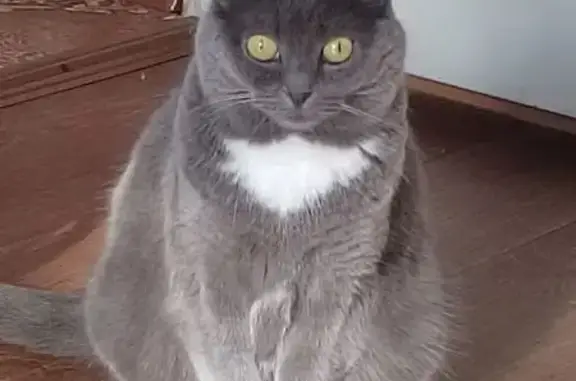 Пропала кошка, Ватутина 5А, Омск