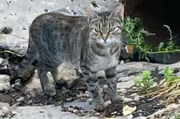 Найдена кошка, Истра, фото: Кошка найдена: Советская ул., 13 к1, Истра