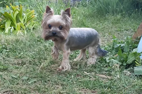 Собаки потеряшки, , фото: Потеряшка собака, Объездная, Воткинск