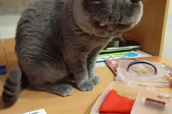 Кошки потеряшки, Архангельская область, фото: Потеряшка кошка, Архангельская область