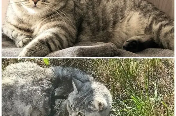 Кошки потеряшки, Набережные Челны, фото: Потеряшка кошка, Набережные Челны, 40/07