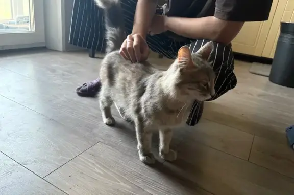 Найдена кошка, ул. Есенина 64/32, Рязань