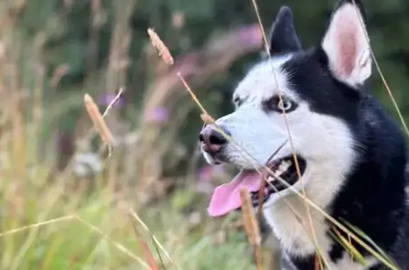 Собаки потеряшки, Петрозаводск, фото: Потеряшка хаски, Архипова 30, Петрозаводск