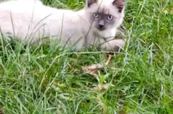 Кошки потеряшки, Брянск, фото: Потеряшка кошка, ул. Орловская, 16