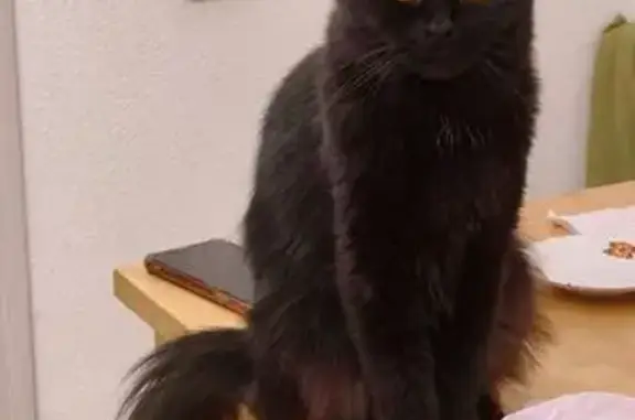 Кошки потеряшки, Калининград, фото: Потеряшка кошка, Аллея Смелых 154