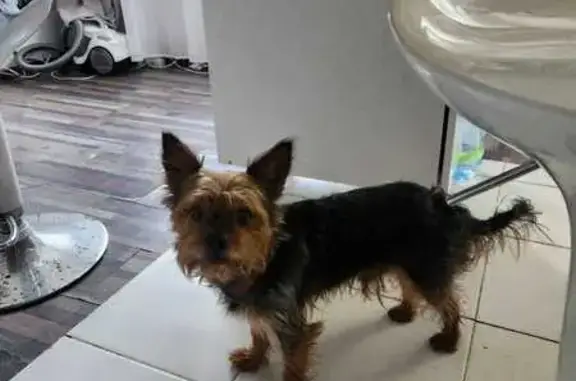 Йорк найден в Жуково, ул. Железнодорожная, 45