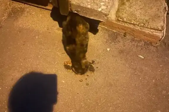 Кошка найдена у Трофимова 2/1, Москва