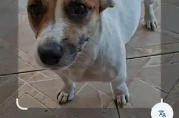 Найдена собака, ул. Благоева, 13А, Краснодар