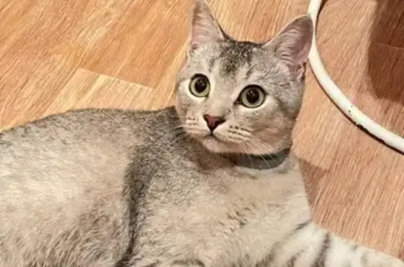 Найдена кошка, Электросталь, фото: Кошка найдена на Первомайской, 10, Электросталь