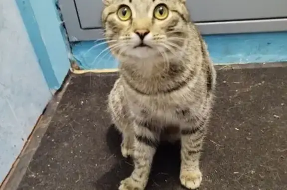 Найдена кошка, Казань, фото: Котик найден: Большая Заречная 77, Казань