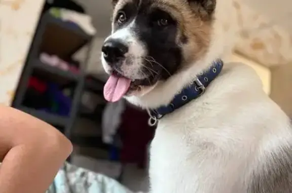 Собаки потеряшки, Тимошкино, фото: Потеряшка собака, Тимошкино 44