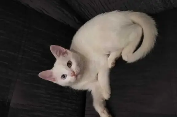 Пропала белая кошка, Андреевская 39