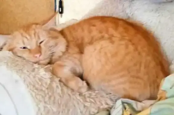 Пропала кошка, ул. Островского, 20