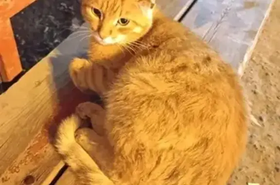 Кошка найдена: ул. Качинцев, 120, Волгоград