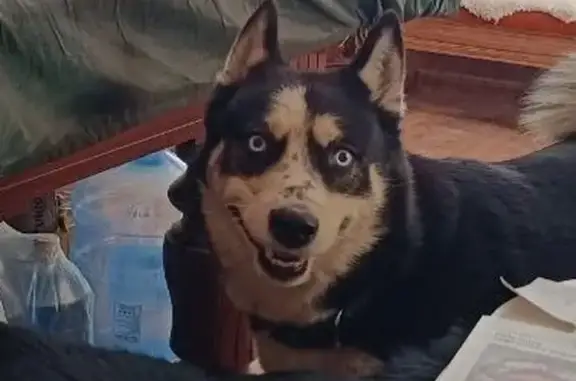 Найдена собака, Омск, фото: Собака найдена: 24-я Северная, 94, Омск