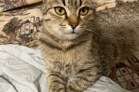 Кошки потеряшки, Кабардинка, фото: Потеряшка кошка на Приморском бульваре, Кабардинка