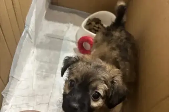 Собака найдена у Пятёрочки, пр. Победы 226А