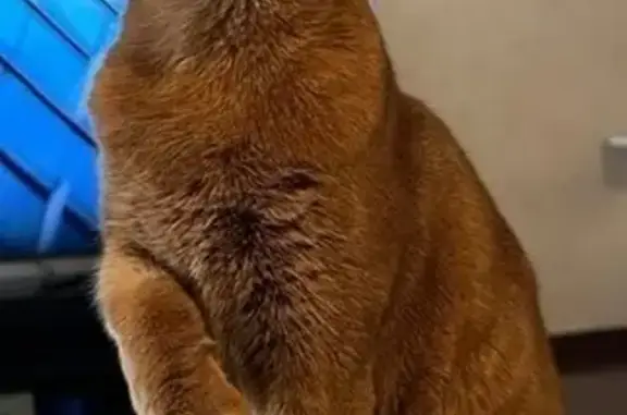 Кошки потеряшки, Костино, фото: Потеряшка кошка, Лесная ул., 21А, Костино