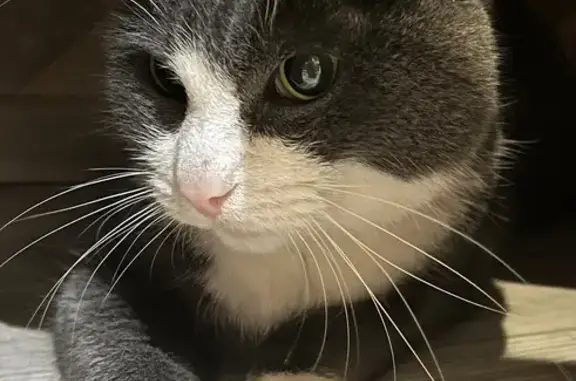 Кошка найдена на Школьной ул., 104 к2