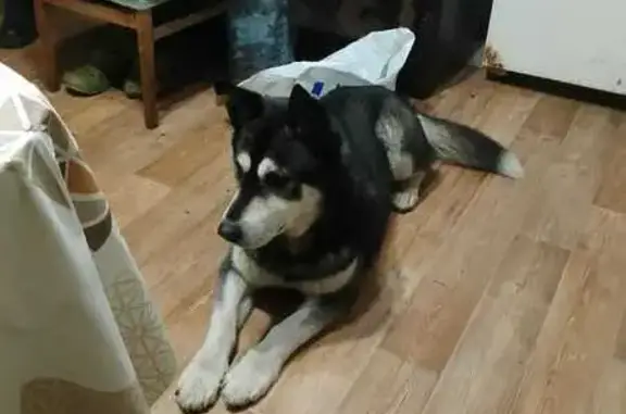 Найдена собака, Московская область, фото: Собака найдена в СНТ Сокольники, дом 141