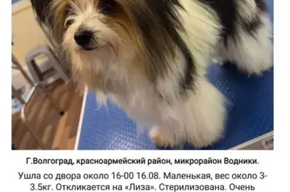 Пропала собака на Лесобазовской, 1, Волгоград