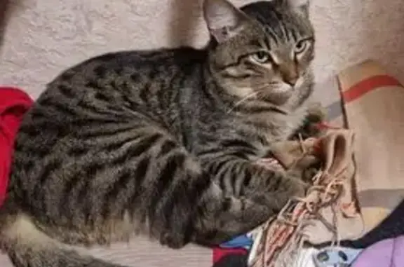 Кошка найдена на Баумана 237/2, Иркутск