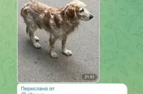 Собаки потеряшки, Иркутск, фото: Потеряшка собака, б-р Постышева 6, Иркутск