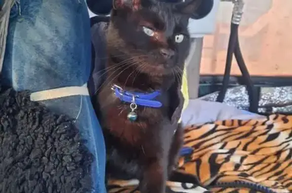 Кошки потеряшки, , фото: Потеряшка кошка, 169 Надеждинское СП