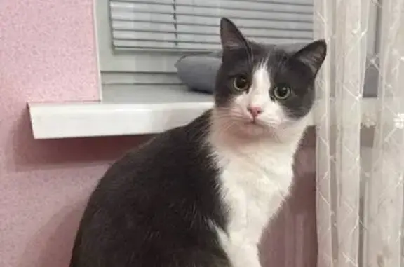 Кошки потеряшки, Липецк, фото: Потеряшка кошка, ул. Стаханова, 12, Липецк