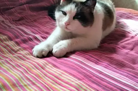 Пропала кошка, Линейная ул., Сокурский