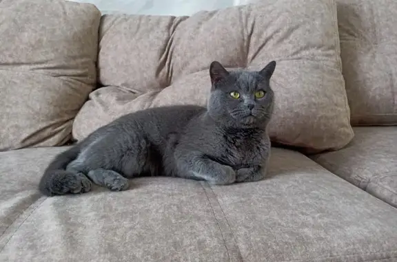 Пропала кошка Симка, ул. Никулина, 10