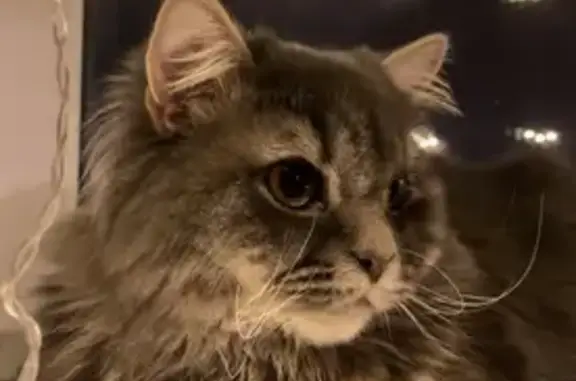 Кошка найдена, ул. Петрова, 33А, Верхняя Пышма