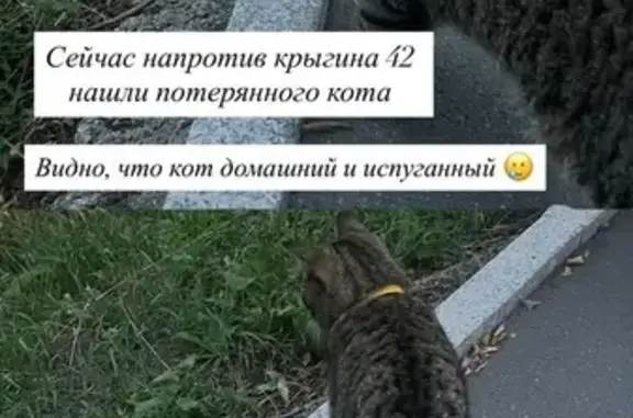 Найдена кошка, Владивосток, фото: Кошка найдена: ул. Крыгина, 42, Владивосток