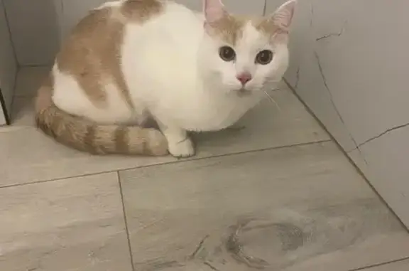 Найдена кошка, Красноярск, фото: Найдена кошка, ул. Вавилова 72, Красноярск